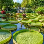 Frog pond in Kyoto, Japan