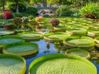 Frog pond in Kyoto, Japan