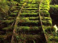 Nature always takes over