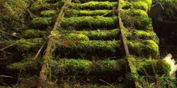 Nature always takes over