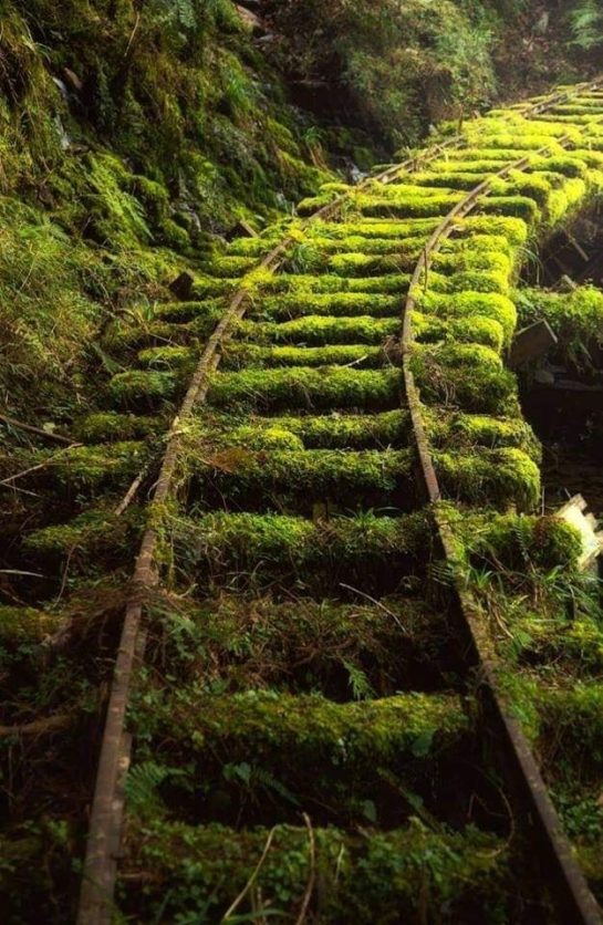 Nature always takes over