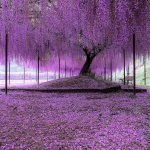 Under the Wisteria tree Hyogo, Japan by gofive