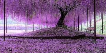 Under the Wisteria tree Hyogo, Japan by gofive