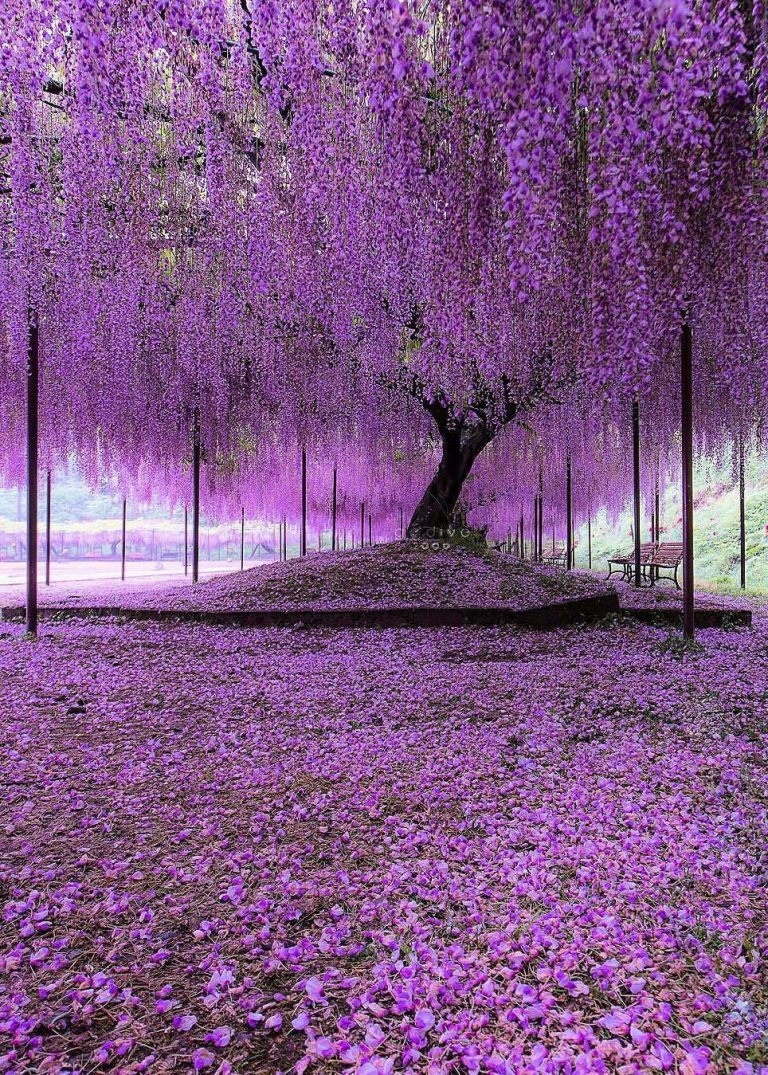 Under the Wisteria tree Hyogo, Japan by gofive