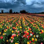 Wooden Shoe Tulip Farm, Woodburn, Oregon, USA