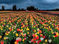 Wooden Shoe Tulip Farm, Woodburn, Oregon, USA