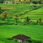 Bali Island