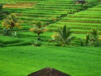 Bali Island