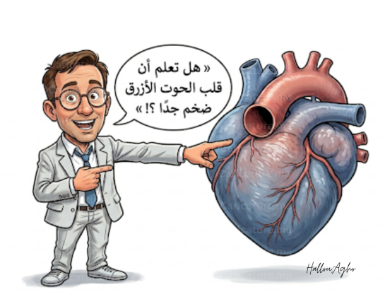 عجائب الأعماق: تعرف على السر المذهل وراء ضخامة قلب الحوت الأزرق وكيف يعمل تحت الضغط العالي!»